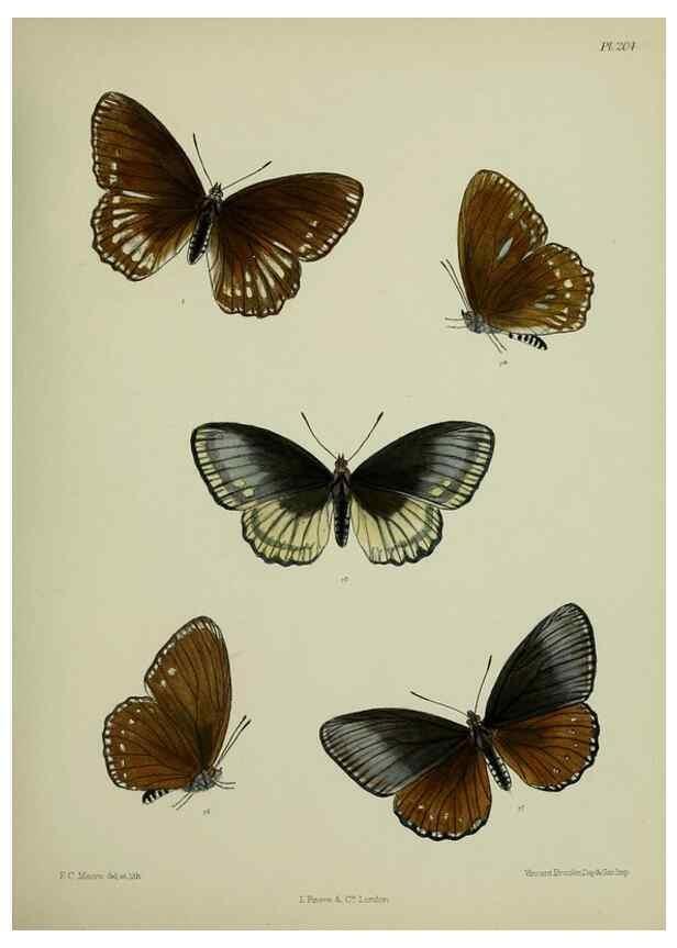 Reproducción/Reproduction 40410060604: Lepidoptera indica.. London,1890-1913.. 