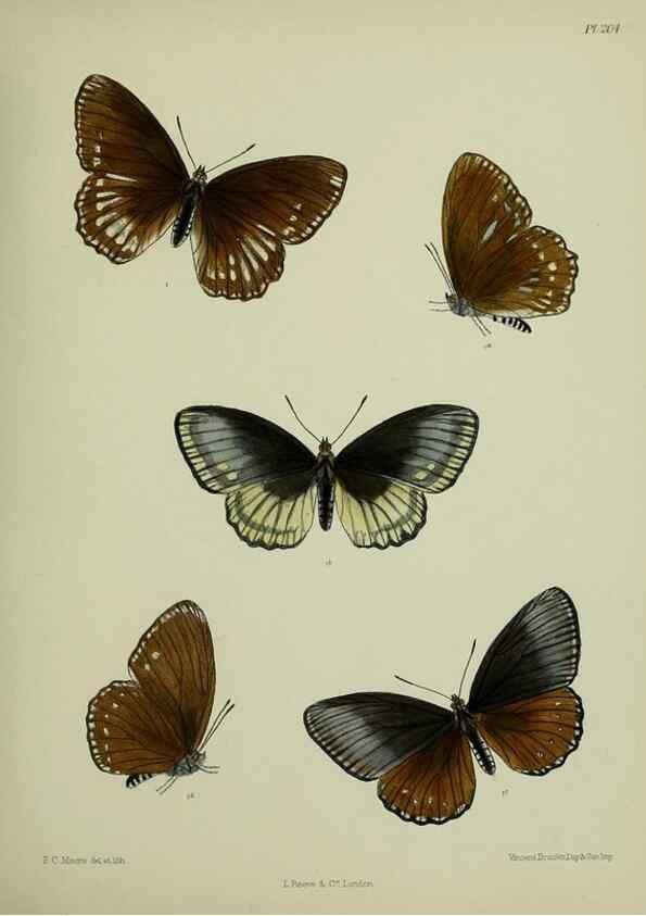 Reproducción/Reproduction 40410060604: Lepidoptera indica.. London,1890-1913.. 