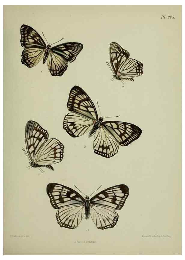 Reproducción/Reproduction 26249371157: Lepidoptera indica.. London,1890-1913.. 