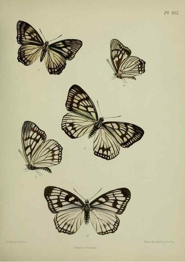 Reproducción/Reproduction 26249371157: Lepidoptera indica.. London,1890-1913.. 