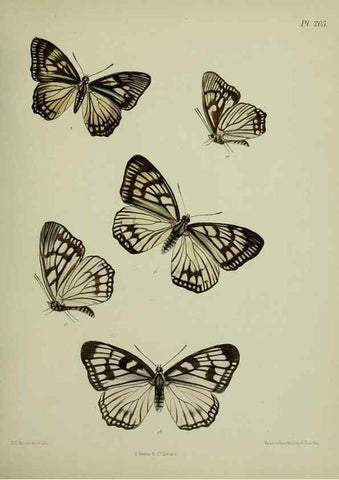 Reproducción/Reproduction 26249371157: Lepidoptera indica.. London,1890-1913.. 