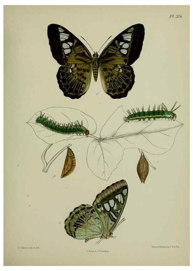 Reproducción/Reproduction 40410064184: Lepidoptera indica.. London,1890-1913.. 