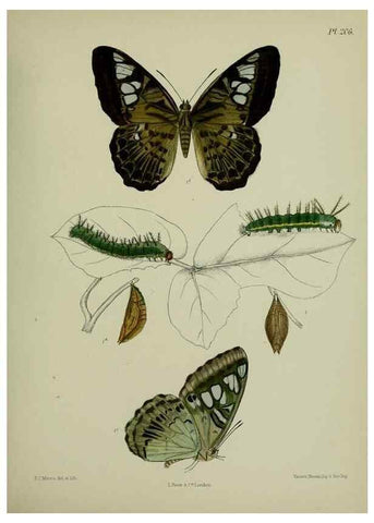 Reproducción/Reproduction 40410064184: Lepidoptera indica.. London,1890-1913.. 