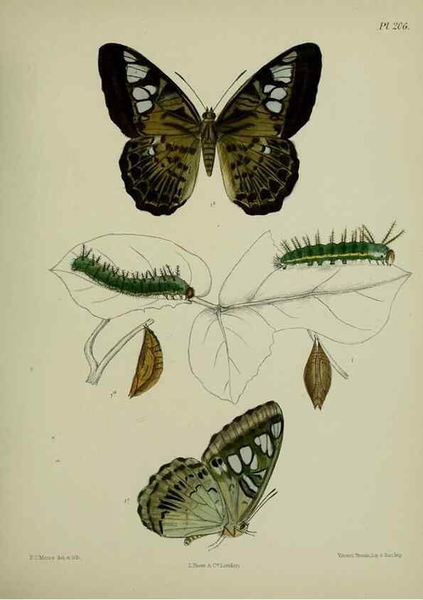 Reproducción/Reproduction 40410064184: Lepidoptera indica.. London,1890-1913.. 