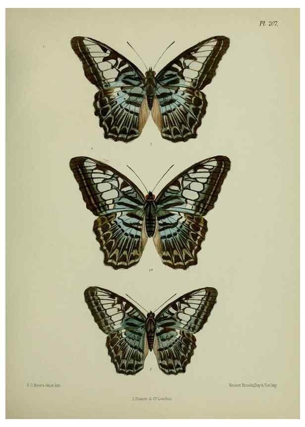 Reproducción/Reproduction 41120613581: Lepidoptera indica.. London,1890-1913.. 