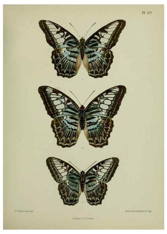 Reproducción/Reproduction 41120613581: Lepidoptera indica.. London,1890-1913.. 
