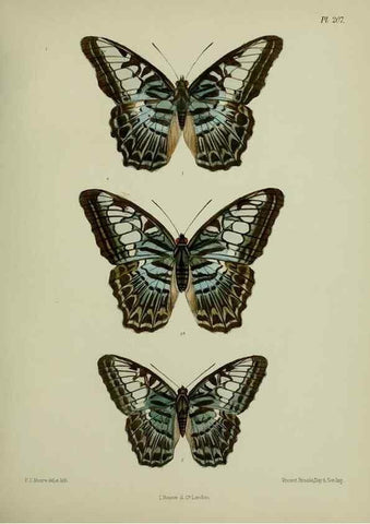 Reproducción/Reproduction 41120613581: Lepidoptera indica.. London,1890-1913.. 