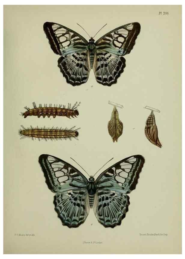 Reproducción/Reproduction 27247873768: Lepidoptera indica.. London,1890-1913.. 