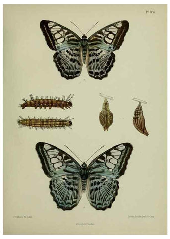 Reproducción/Reproduction 27247873768: Lepidoptera indica.. London,1890-1913.. 