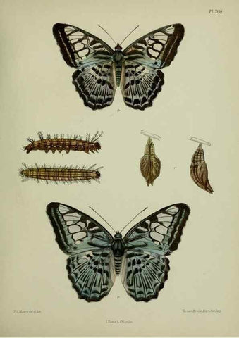 Reproducción/Reproduction 27247873768: Lepidoptera indica.. London,1890-1913.. 