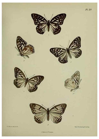 Reproducción/Reproduction 39311745090: Lepidoptera indica.. London,1890-1913.. 