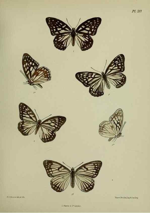 Reproducción/Reproduction 39311745090: Lepidoptera indica.. London,1890-1913.. 