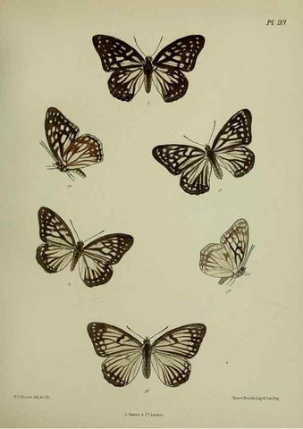 Reproducción/Reproduction 39311745090: Lepidoptera indica.. London,1890-1913.. 