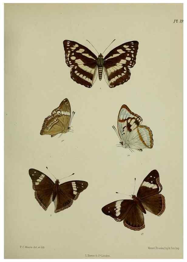 Reproducción/Reproduction 39311729080: Lepidoptera indica.. London,1890-1913.. 
