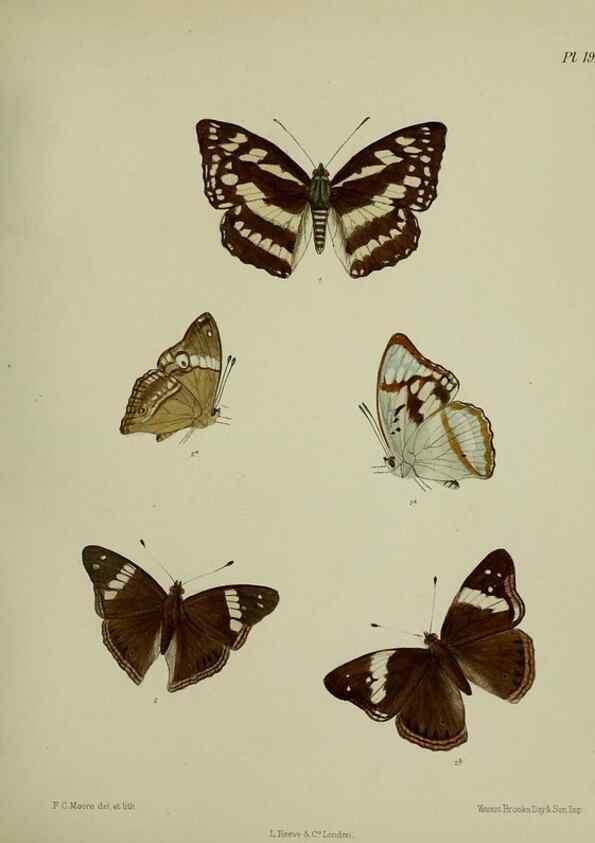Reproducción/Reproduction 39311729080: Lepidoptera indica.. London,1890-1913.. 
