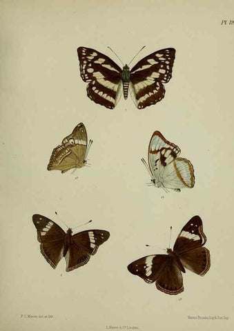 Reproducción/Reproduction 39311729080: Lepidoptera indica.. London,1890-1913.. 