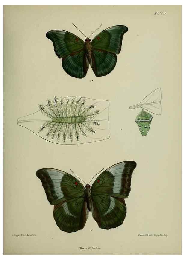 Reproducción/Reproduction 26249574437: Lepidoptera indica.. London,1890-1913.. 