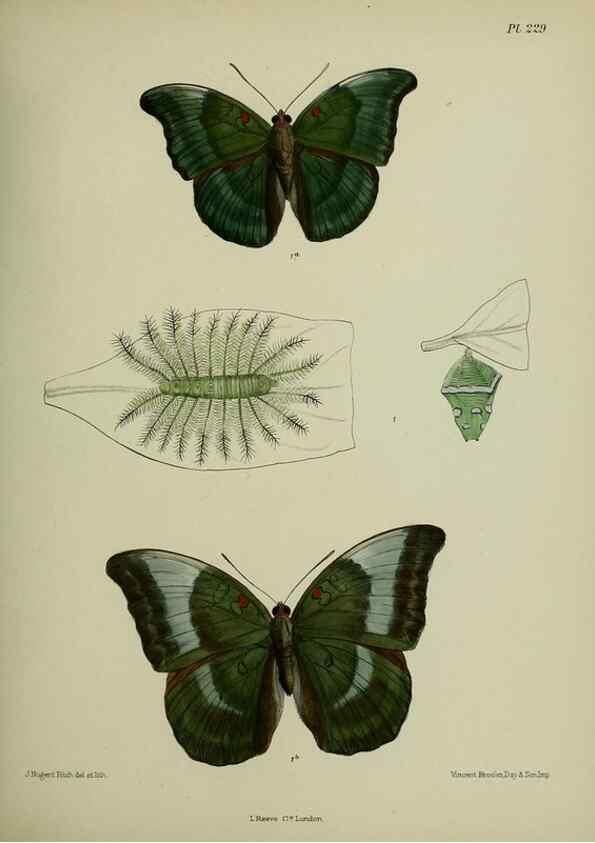 Reproducción/Reproduction 26249574437: Lepidoptera indica.. London,1890-1913.. 
