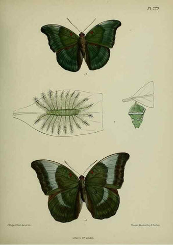 Reproducción/Reproduction 26249574437: Lepidoptera indica.. London,1890-1913.. 