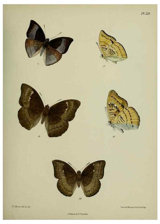 Reproducción/Reproduction 40226161335: Lepidoptera indica.. London,1890-1913.. 