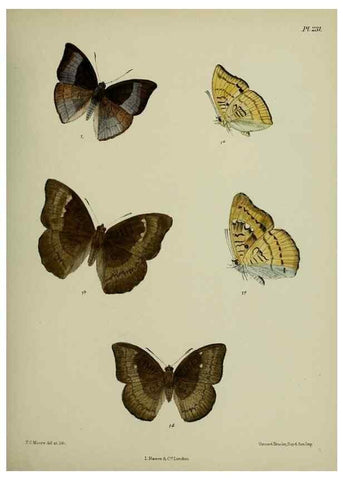 Reproducción/Reproduction 40226161335: Lepidoptera indica.. London,1890-1913.. 