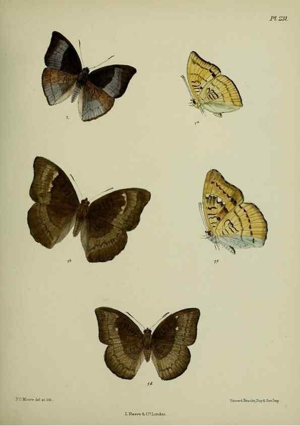 Reproducción/Reproduction 40226161335: Lepidoptera indica.. London,1890-1913.. 