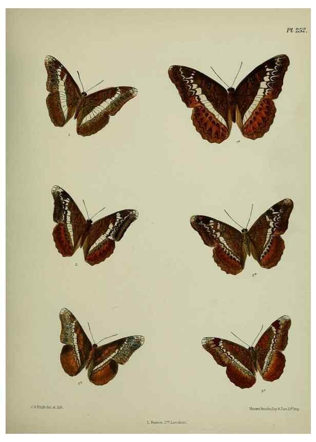 Reproducción/Reproduction 39312086610: Lepidoptera indica.. London,1890-1913.. 