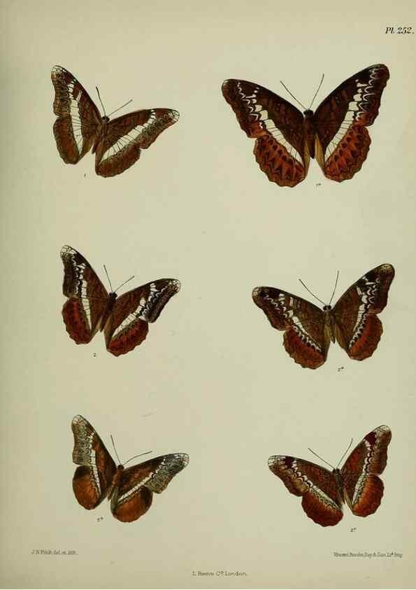 Reproducción/Reproduction 39312086610: Lepidoptera indica.. London,1890-1913.. 