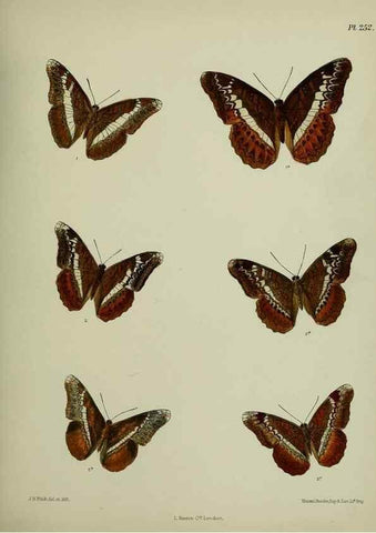 Reproducción/Reproduction 39312086610: Lepidoptera indica.. London,1890-1913.. 