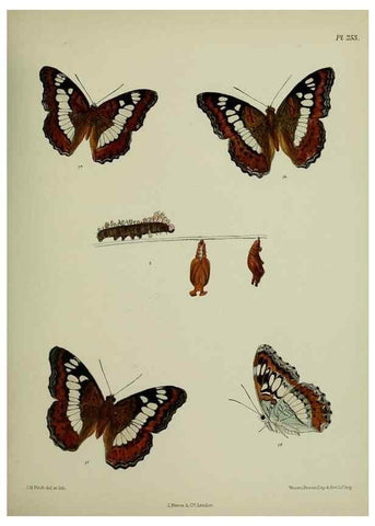 Reproducción/Reproduction 27248068108: Lepidoptera indica.. London,1890-1913.. 