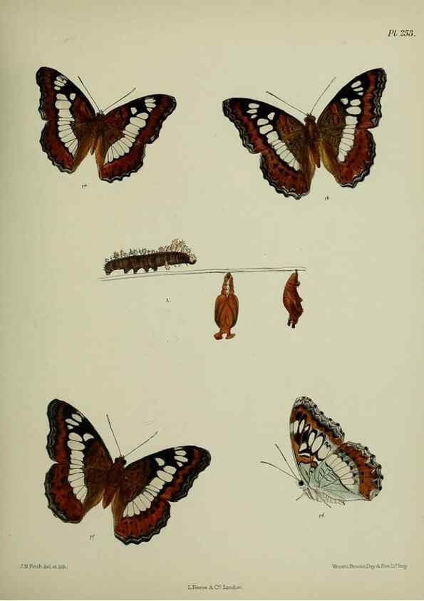 Reproducción/Reproduction 27248068108: Lepidoptera indica.. London,1890-1913.. 