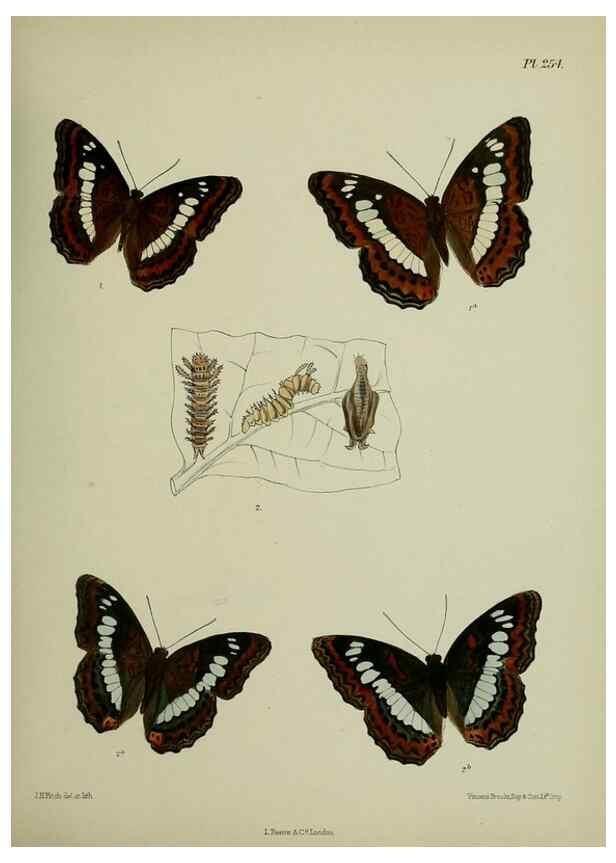 Reproducción/Reproduction 39312093470: Lepidoptera indica.. London,1890-1913.. 