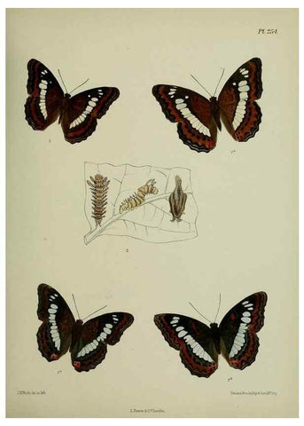 Reproducción/Reproduction 39312093470: Lepidoptera indica.. London,1890-1913.. 