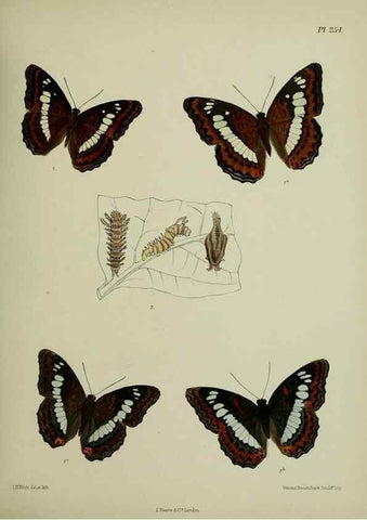 Reproducción/Reproduction 39312093470: Lepidoptera indica.. London,1890-1913.. 