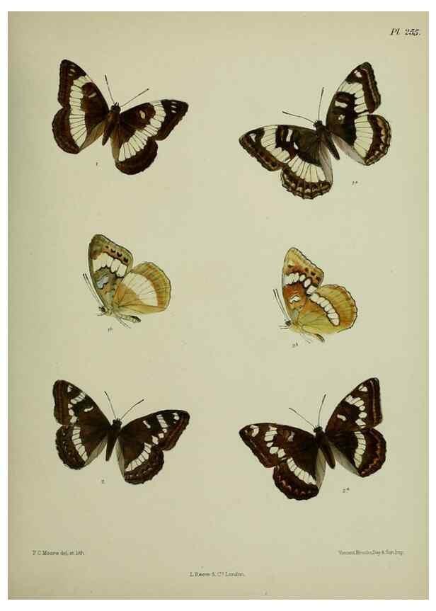 Reproducción/Reproduction 40226232405: Lepidoptera indica.. London,1890-1913.. 