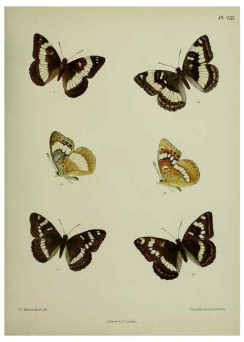 Reproducción/Reproduction 40226232405: Lepidoptera indica.. London,1890-1913.. 