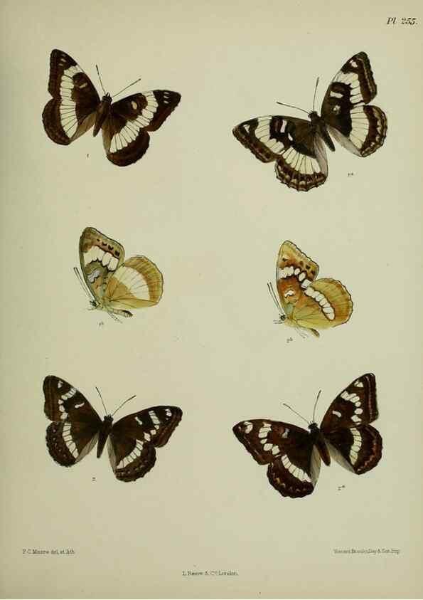 Reproducción/Reproduction 40226232405: Lepidoptera indica.. London,1890-1913.. 