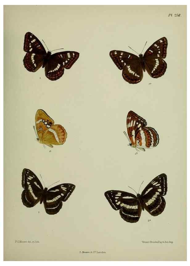 Reproducción/Reproduction 40410285474: Lepidoptera indica.. London,1890-1913.. 