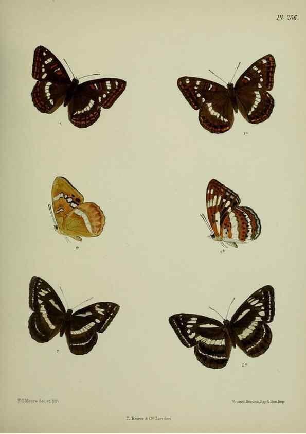 Reproducción/Reproduction 40410285474: Lepidoptera indica.. London,1890-1913.. 