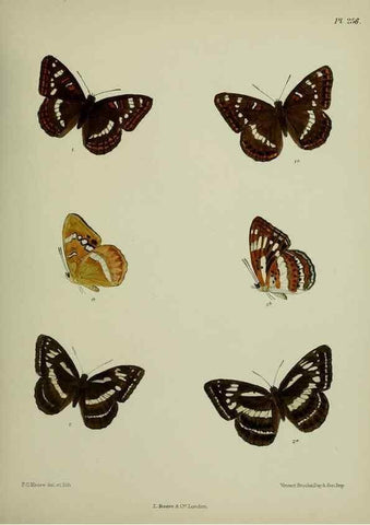Reproducción/Reproduction 40410285474: Lepidoptera indica.. London,1890-1913.. 