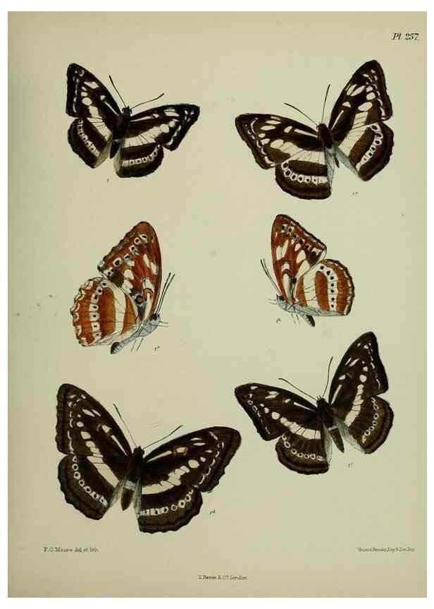 Reproducción/Reproduction 41120846961: Lepidoptera indica.. London,1890-1913.. 