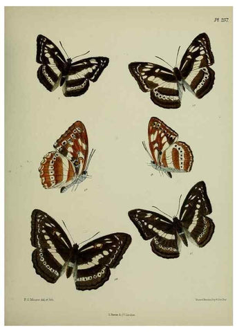 Reproducción/Reproduction 41120846961: Lepidoptera indica.. London,1890-1913.. 