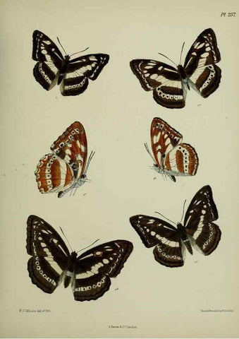 Reproducción/Reproduction 41120846961: Lepidoptera indica.. London,1890-1913.. 