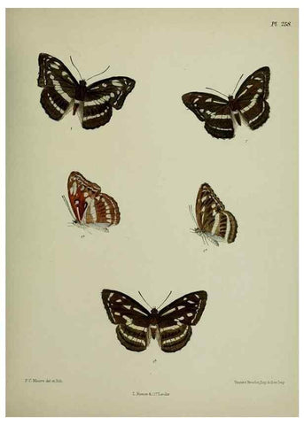 Reproducción/Reproduction 40226242005: Lepidoptera indica.. London,1890-1913.. 
