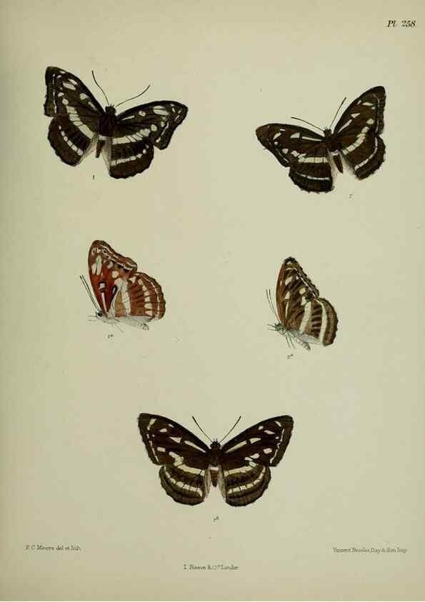Reproducción/Reproduction 40226242005: Lepidoptera indica.. London,1890-1913.. 