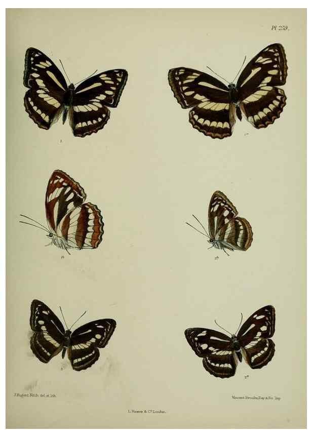 Reproducción/Reproduction 40226244805: Lepidoptera indica.. London,1890-1913.. 