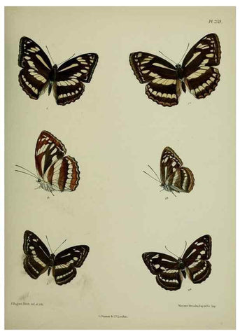 Reproducción/Reproduction 40226244805: Lepidoptera indica.. London,1890-1913.. 