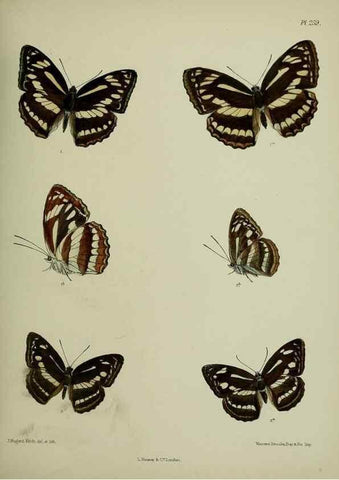 Reproducción/Reproduction 40226244805: Lepidoptera indica.. London,1890-1913.. 