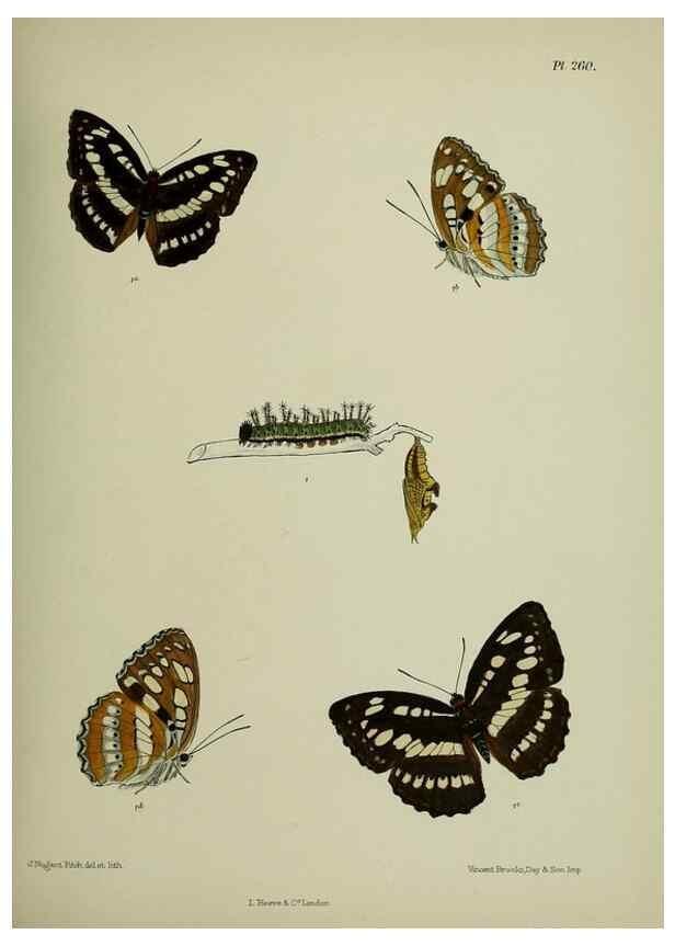 Reproducción/Reproduction 40226248385: Lepidoptera indica.. London,1890-1913.. 