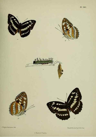 Reproducción/Reproduction 40226248385: Lepidoptera indica.. London,1890-1913.. 